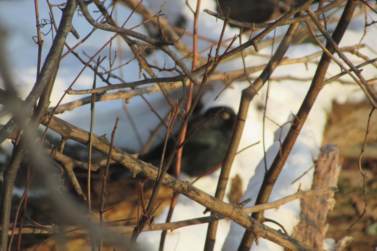 Rusty Blackbird - ML403388461