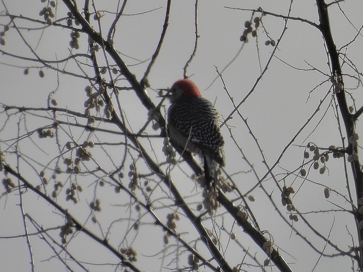 Red-bellied Woodpecker - Susan Dietrich