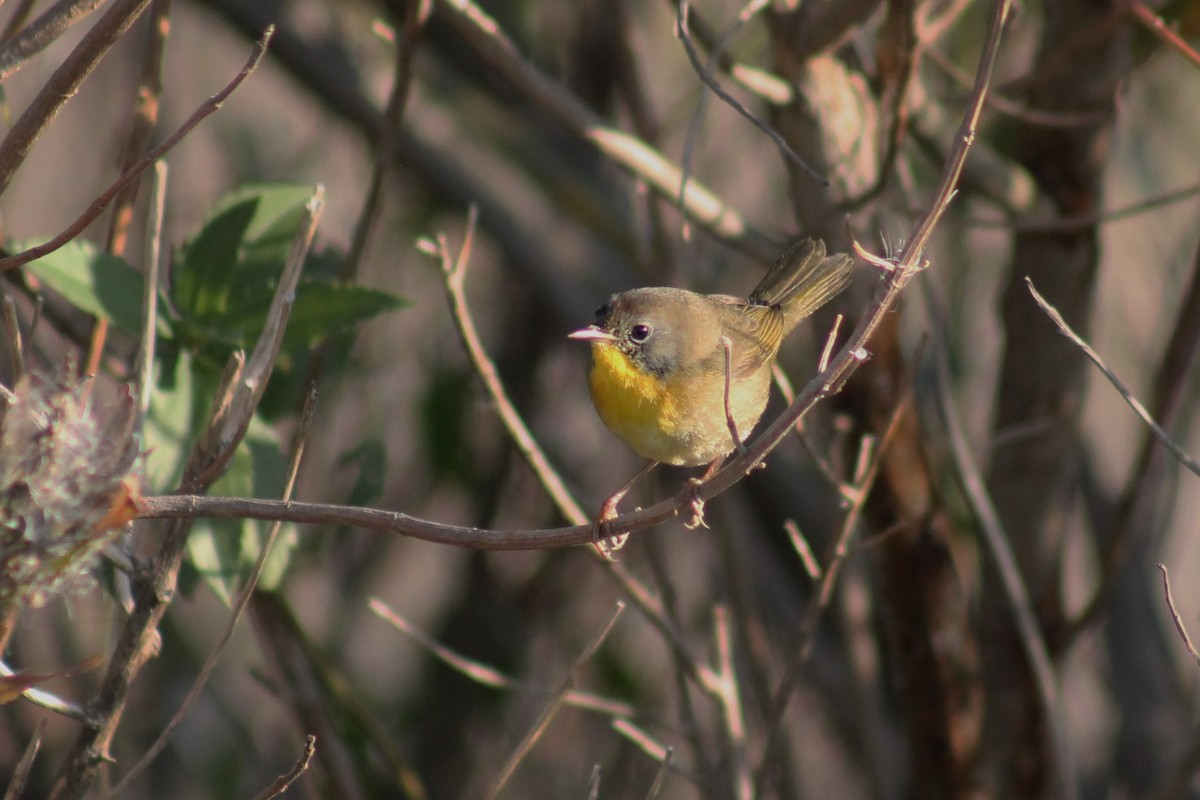 Common Yellowthroat - ML40339181