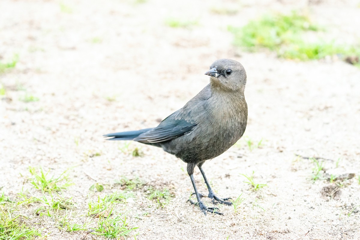 Brewer's Blackbird - Hanna Zhao