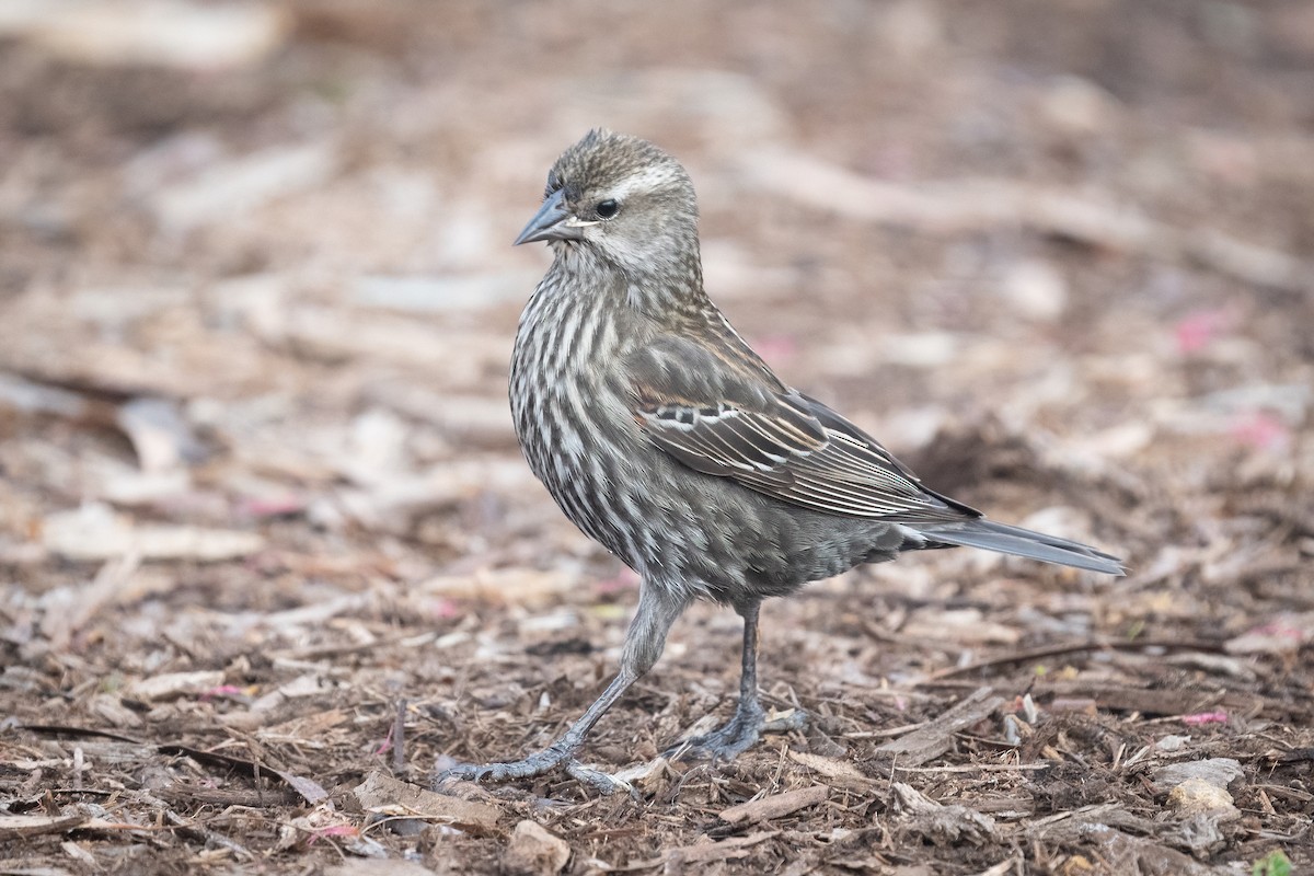 Red-winged Blackbird - ML403392811