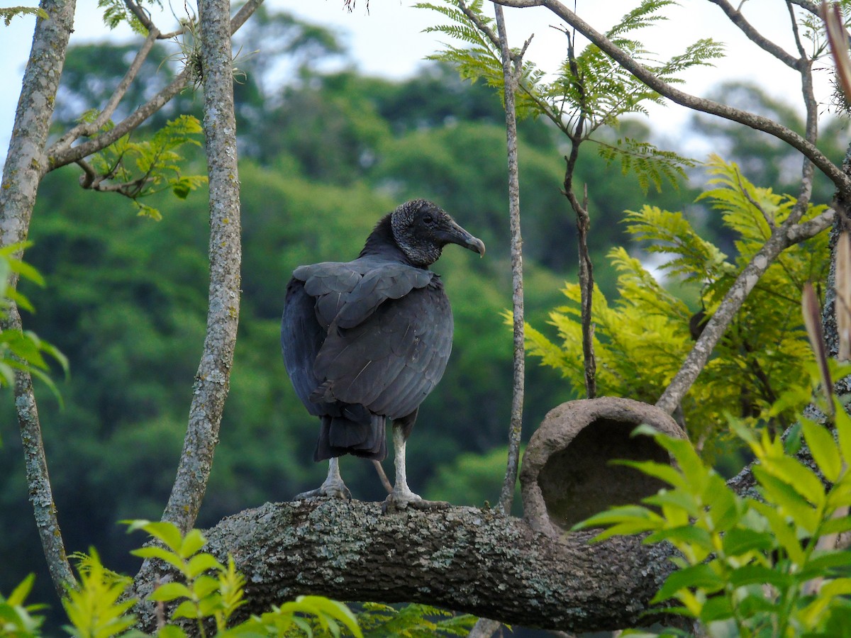 Black Vulture - ML403393731