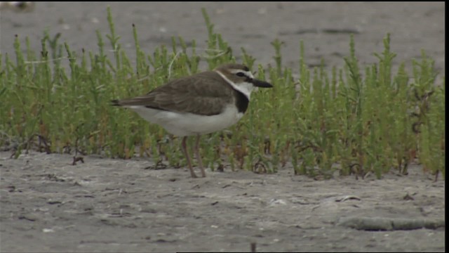 Wilson's Plover - ML403396