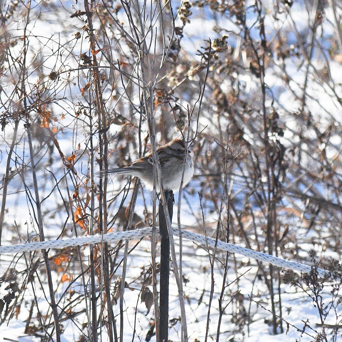 American Tree Sparrow - ML403396191