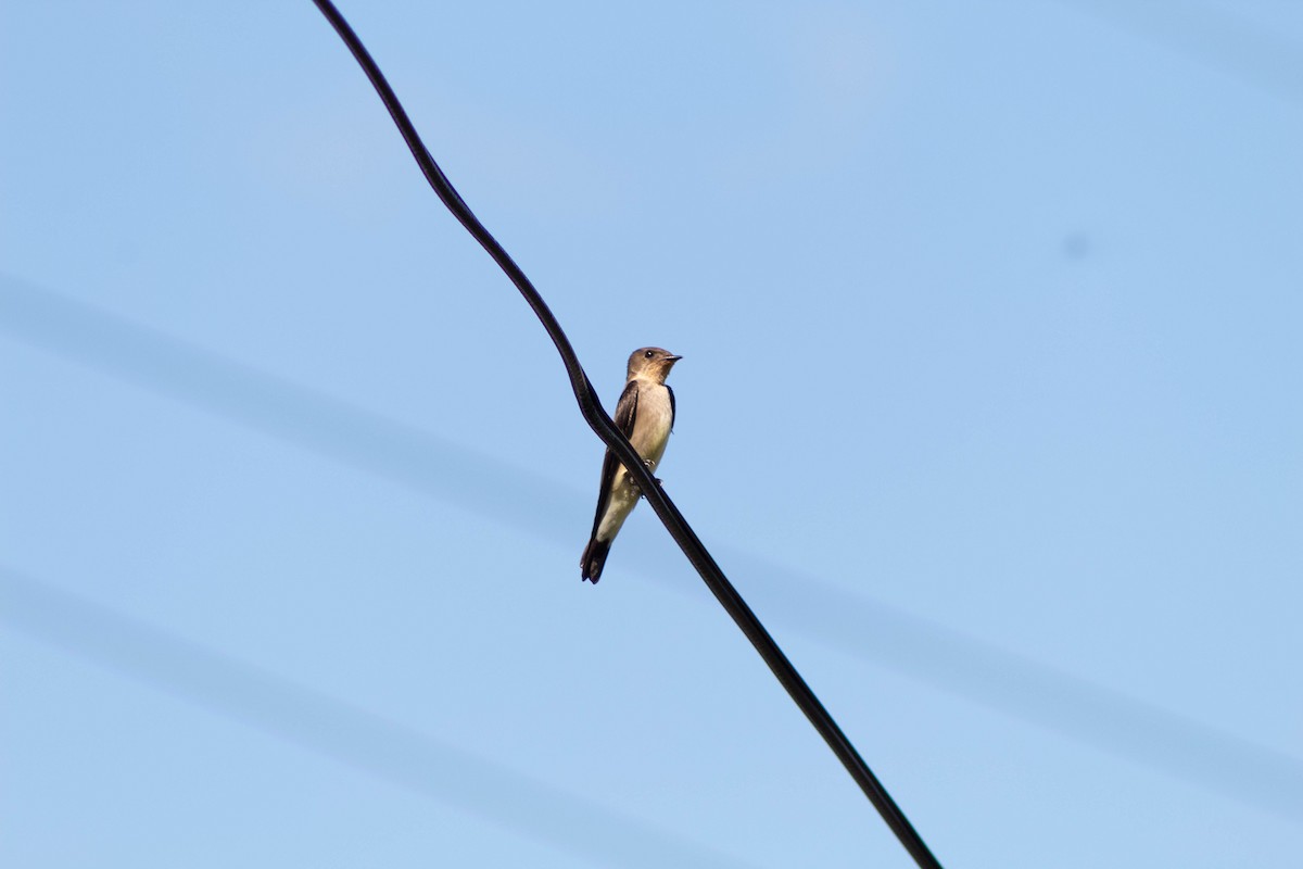 Southern Rough-winged Swallow - ML403396641