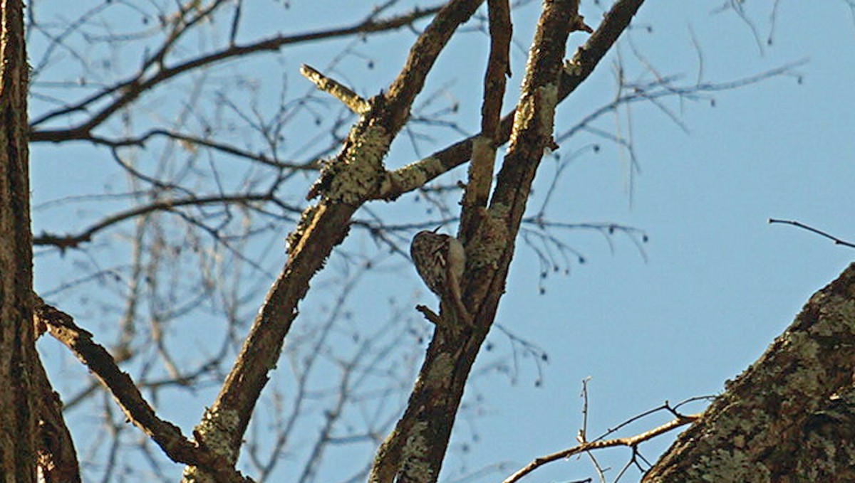 Brown Creeper - ML403396701