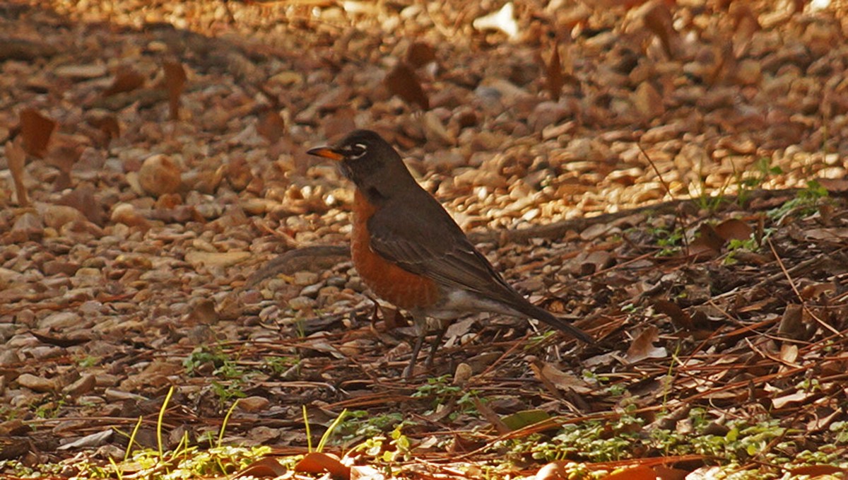 American Robin - ML403396801