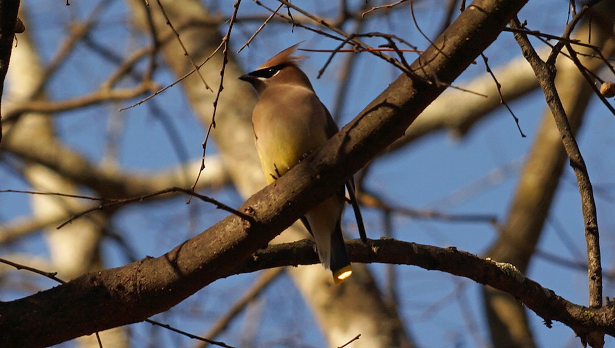 Cedar Waxwing - ML403396851