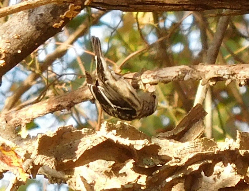 Black-and-white Warbler - ML40339721