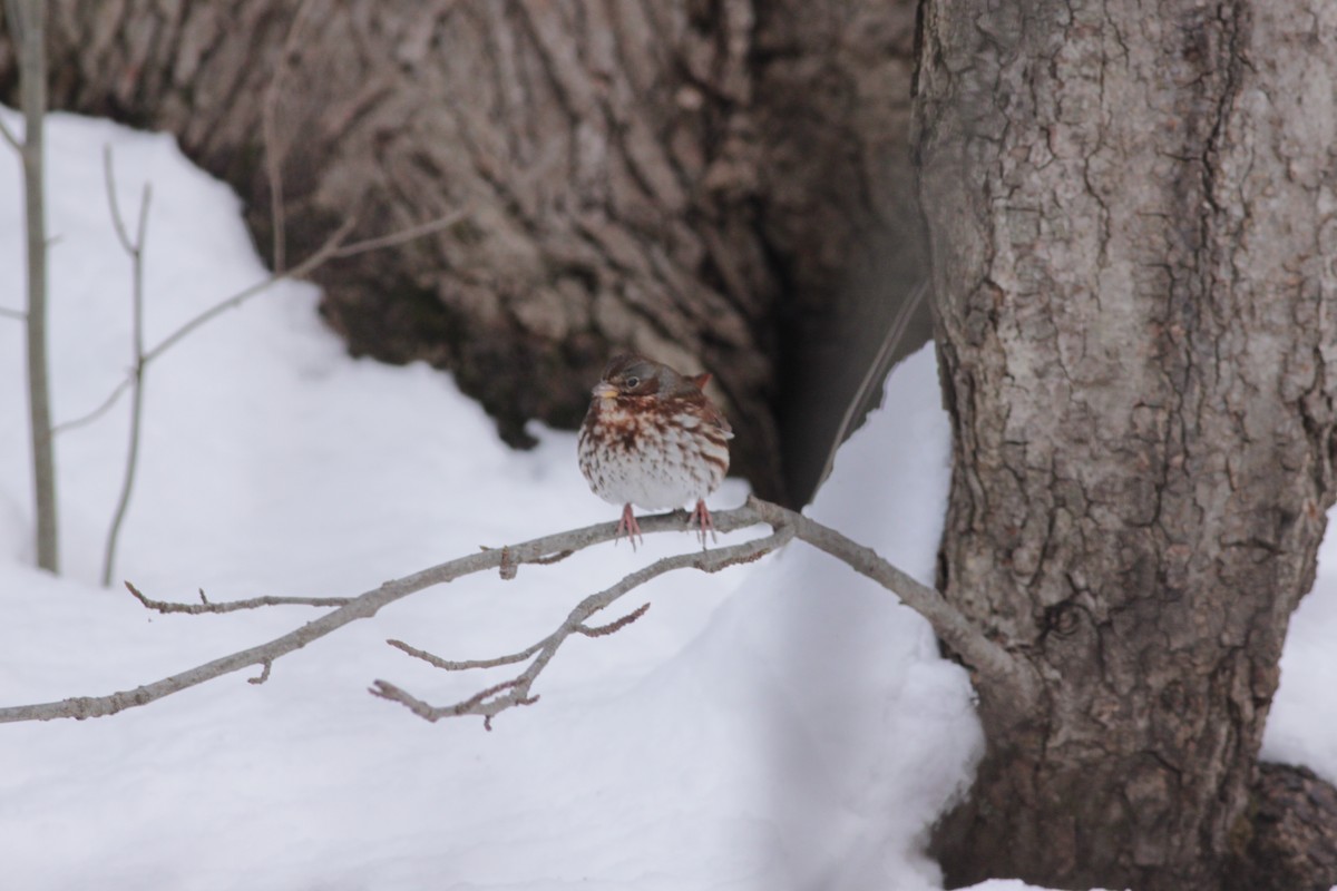 Fox Sparrow (Red) - ML403397891