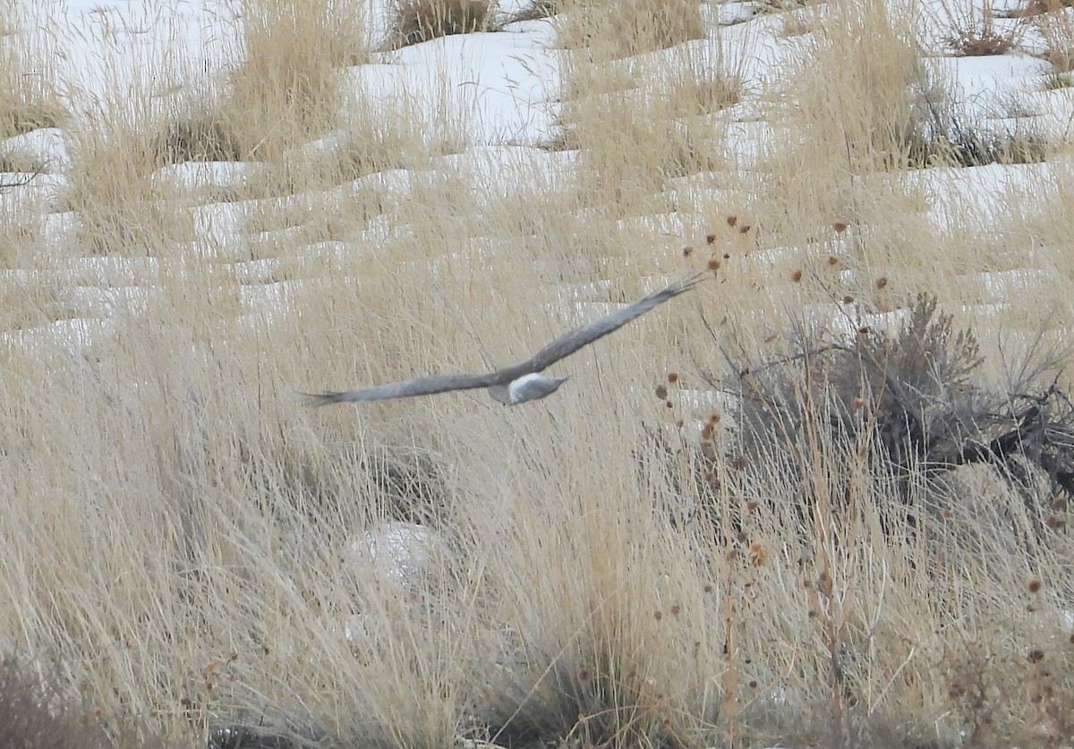 Northern Harrier - ML403398601