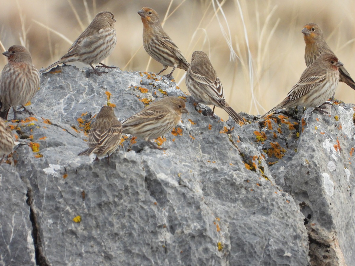 House Finch - ML403398731