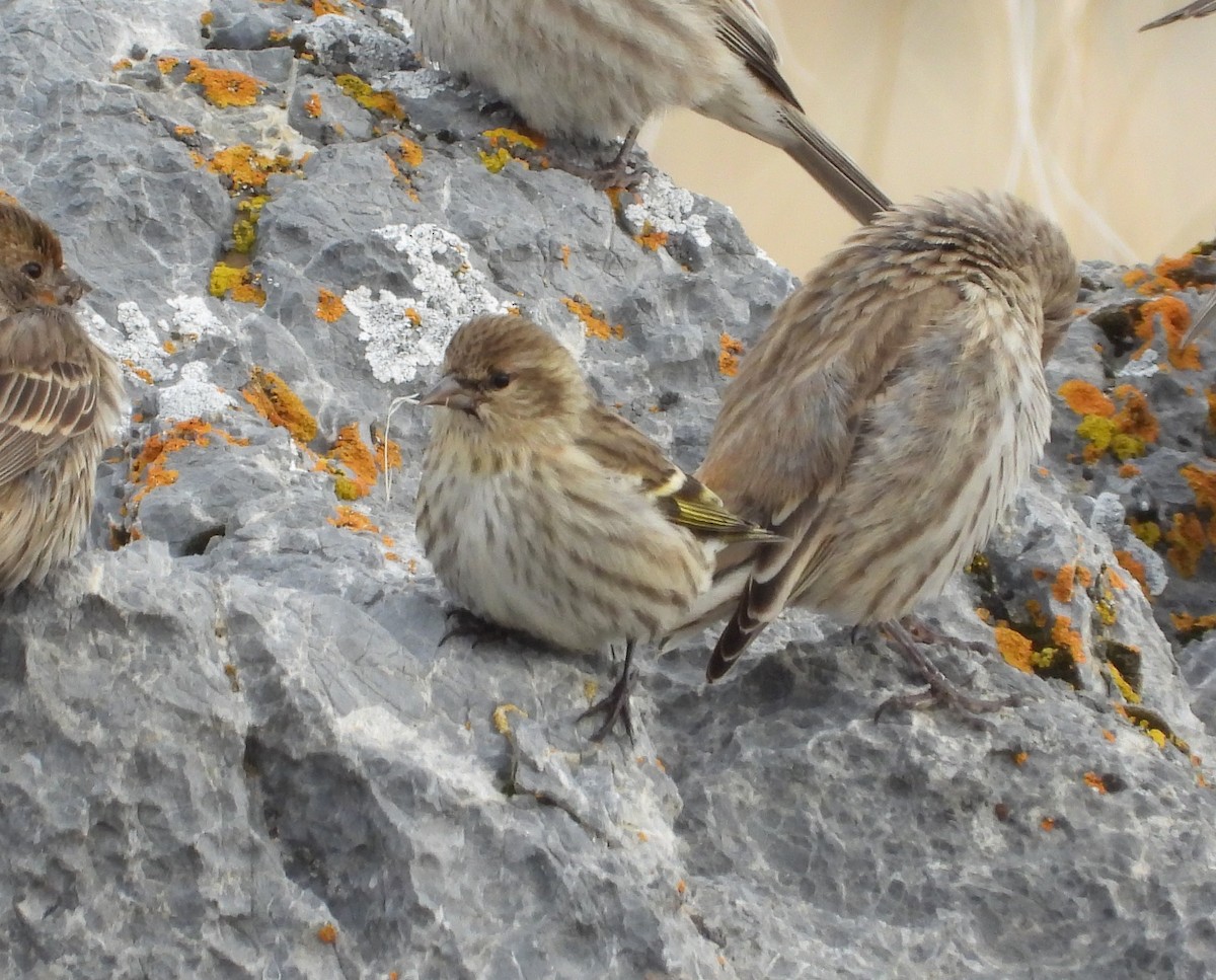 Pine Siskin - ML403398791