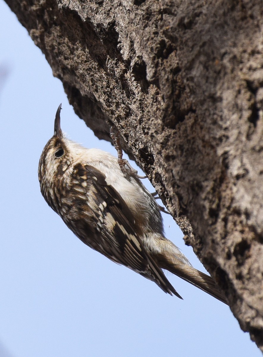 Brown Creeper (americana/nigrescens) - ML403398861