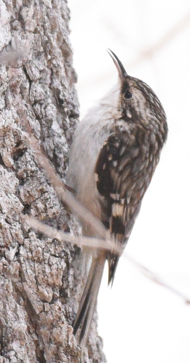 Brown Creeper (americana/nigrescens) - ML403398871