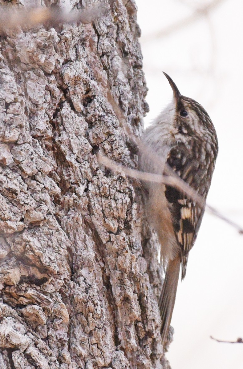 Brown Creeper (americana/nigrescens) - ML403398881