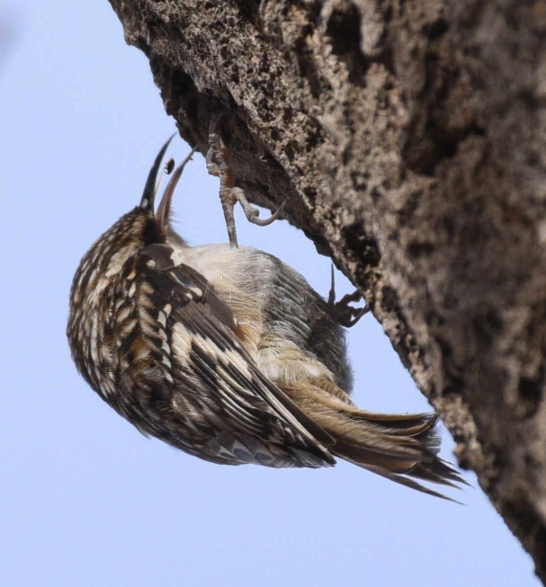 Brown Creeper (americana/nigrescens) - ML403398891