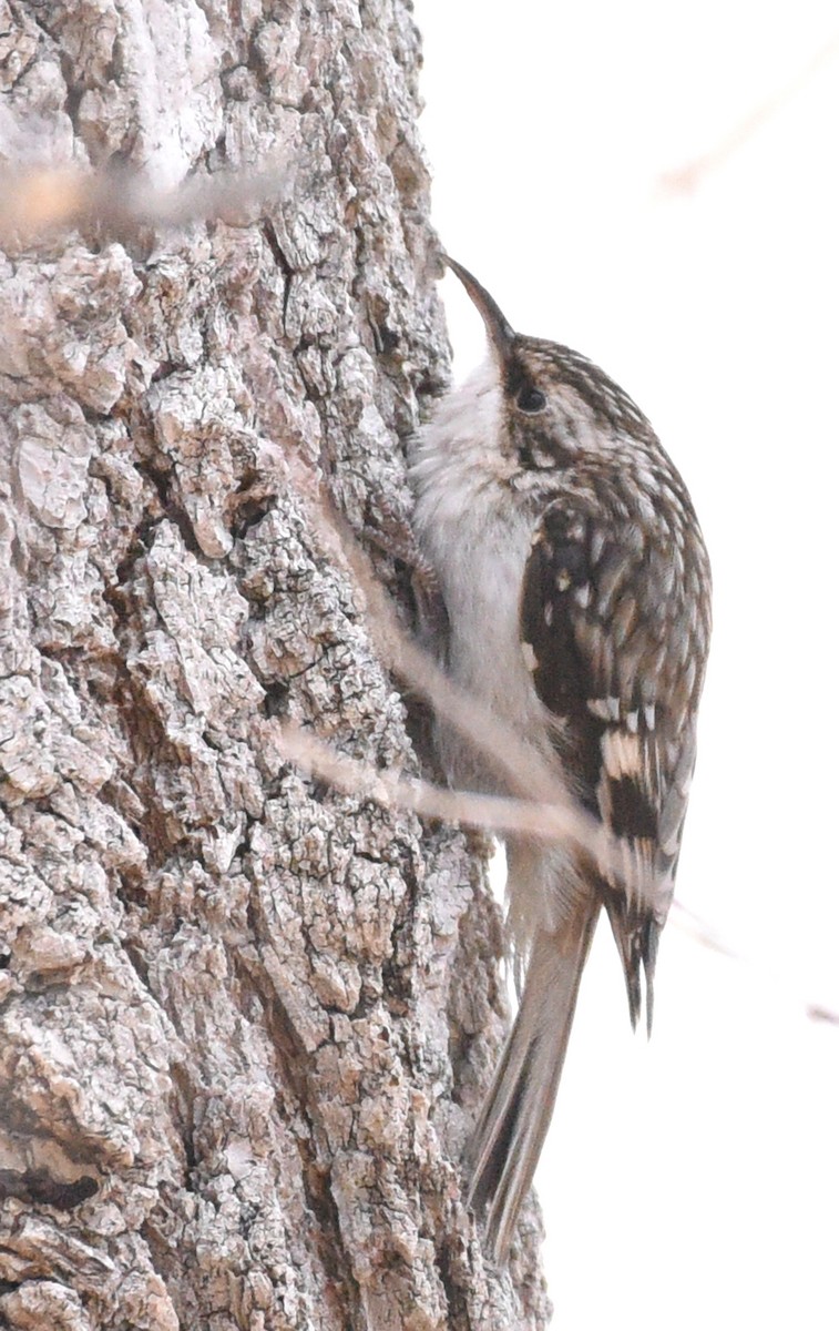 Brown Creeper (americana/nigrescens) - ML403398901