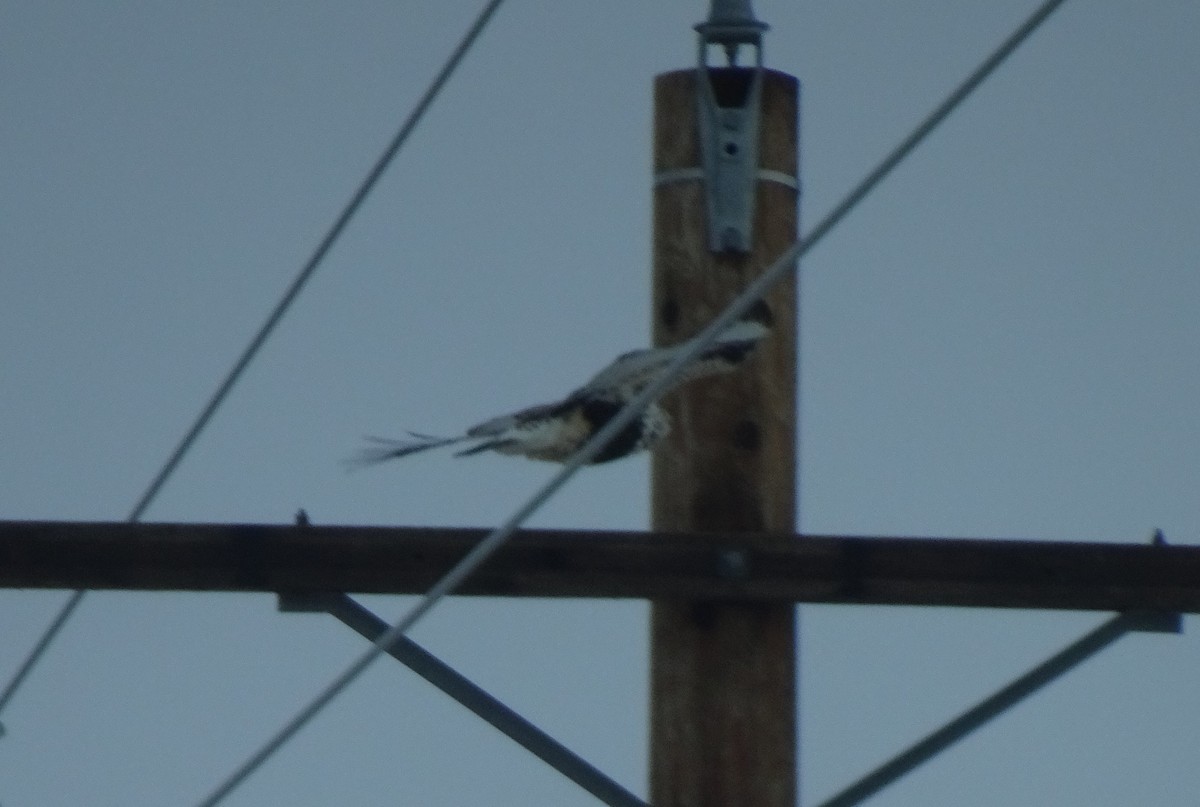 Rough-legged Hawk - ML403398911