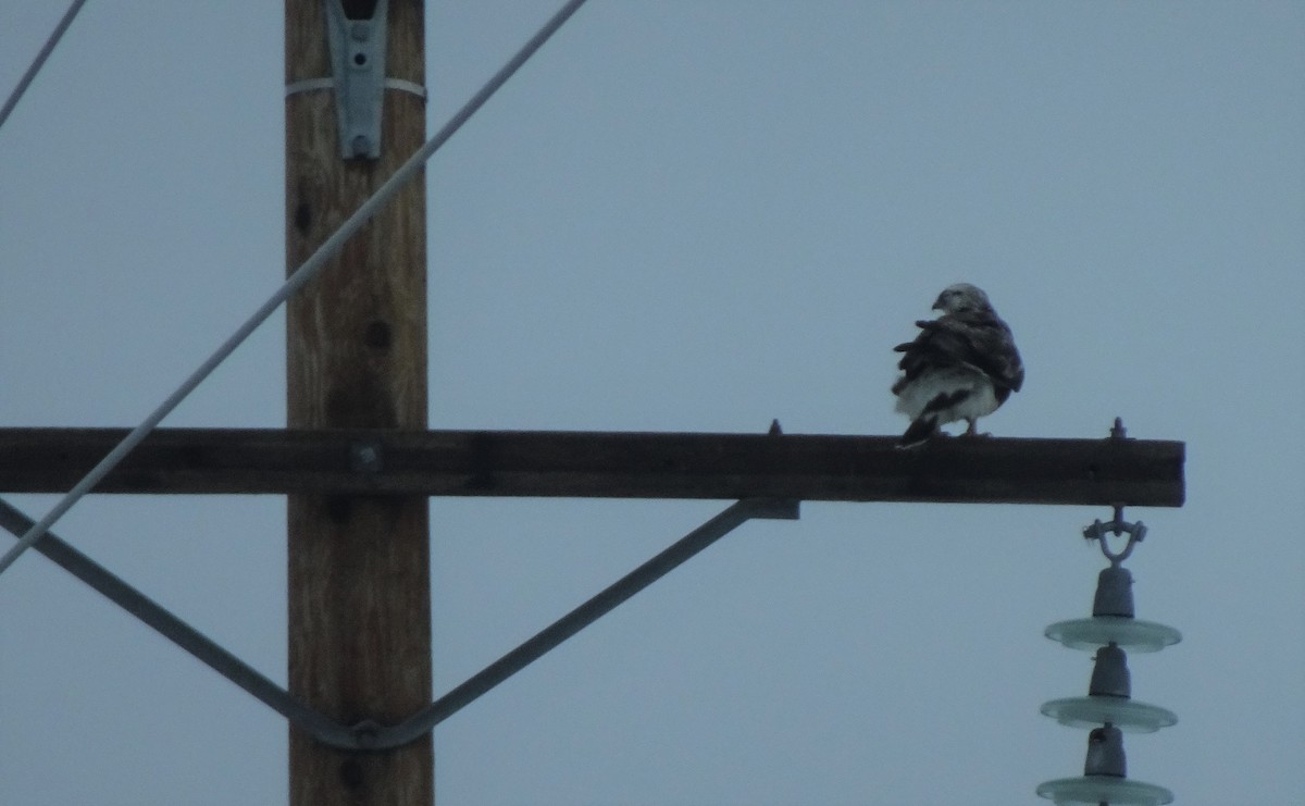 Rough-legged Hawk - ML403398991