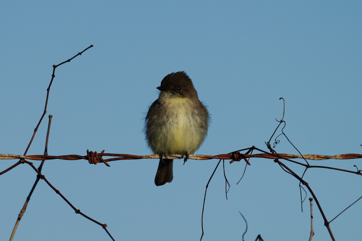 Weißbauch-Phoebetyrann - ML403399021