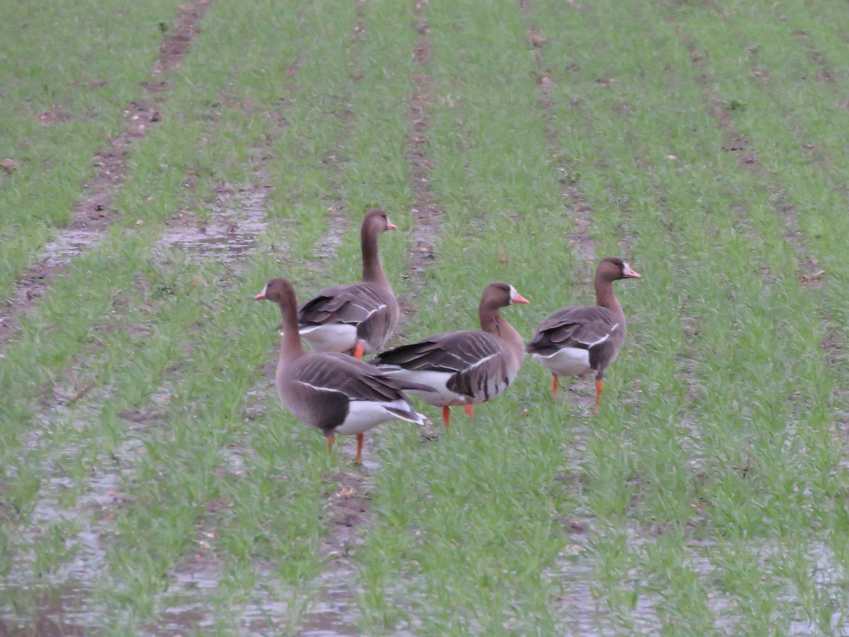 Greater White-fronted Goose (Eurasian) - Lee Evans