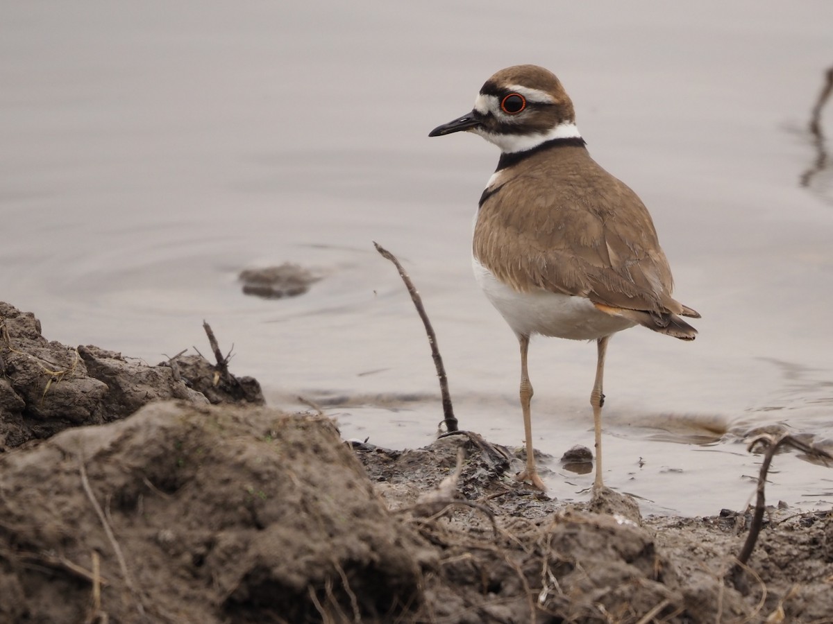 Killdeer - ML403405531