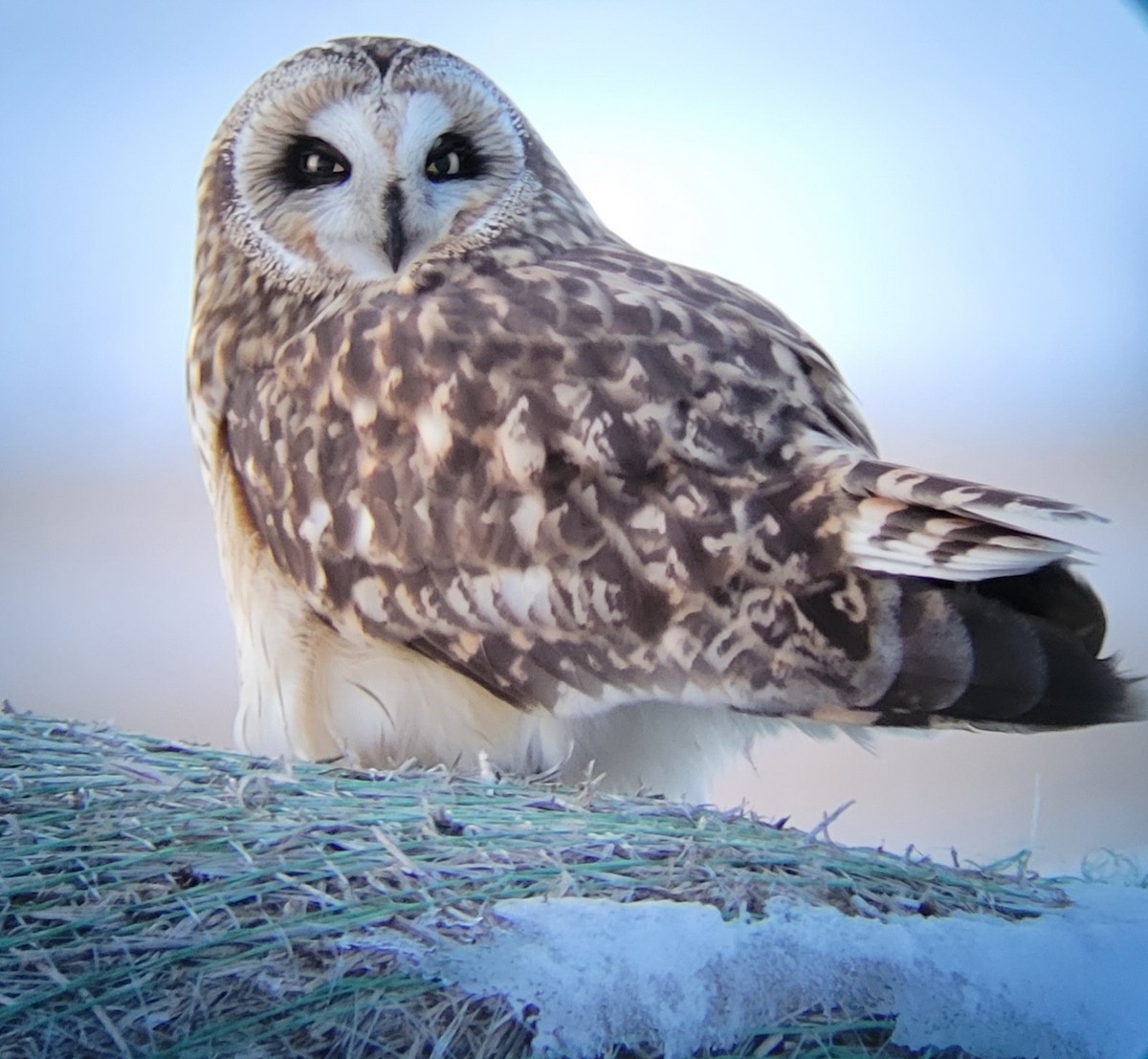 Short-eared Owl - David Schrab