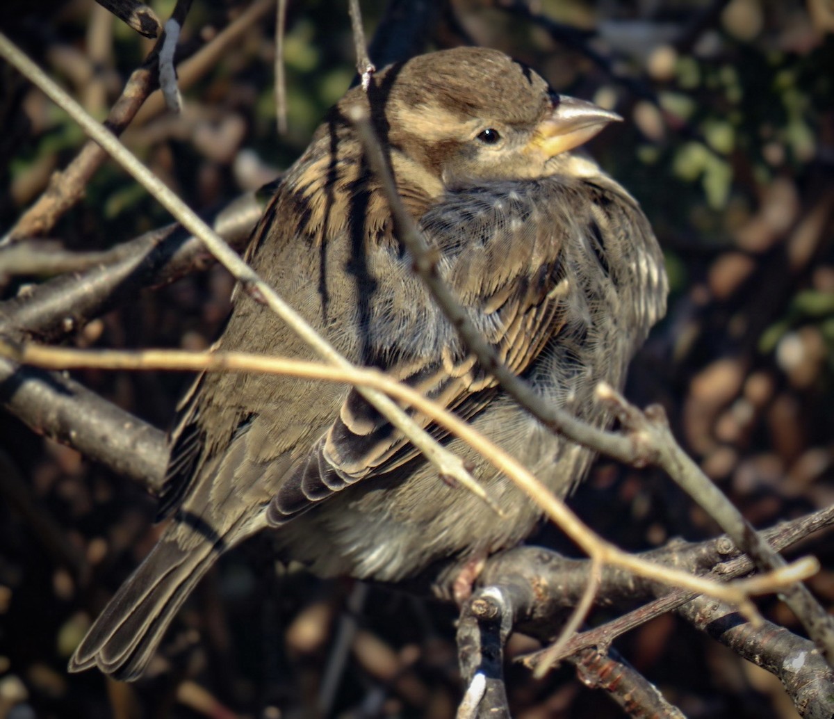 House Sparrow - ML403408101