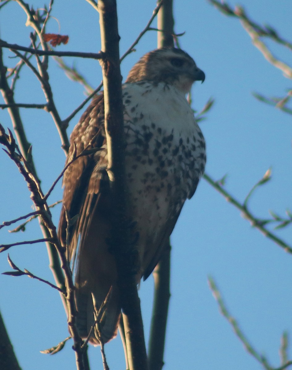 Red-tailed Hawk - Terry Lang