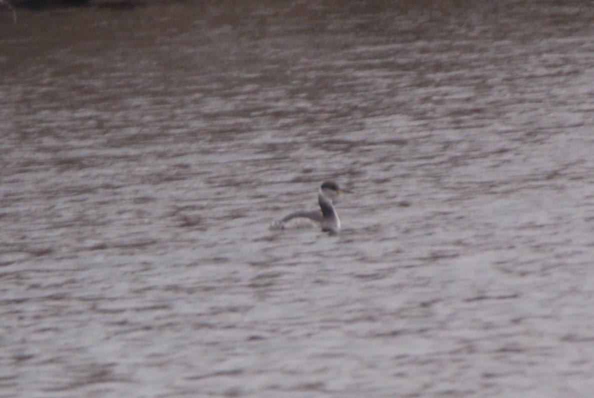 Red-necked Grebe - ML403409071