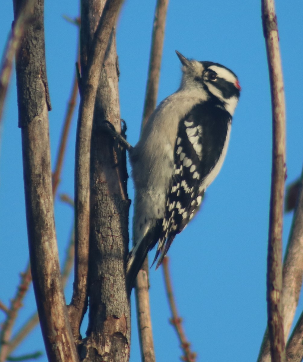 Downy Woodpecker - Terry Lang