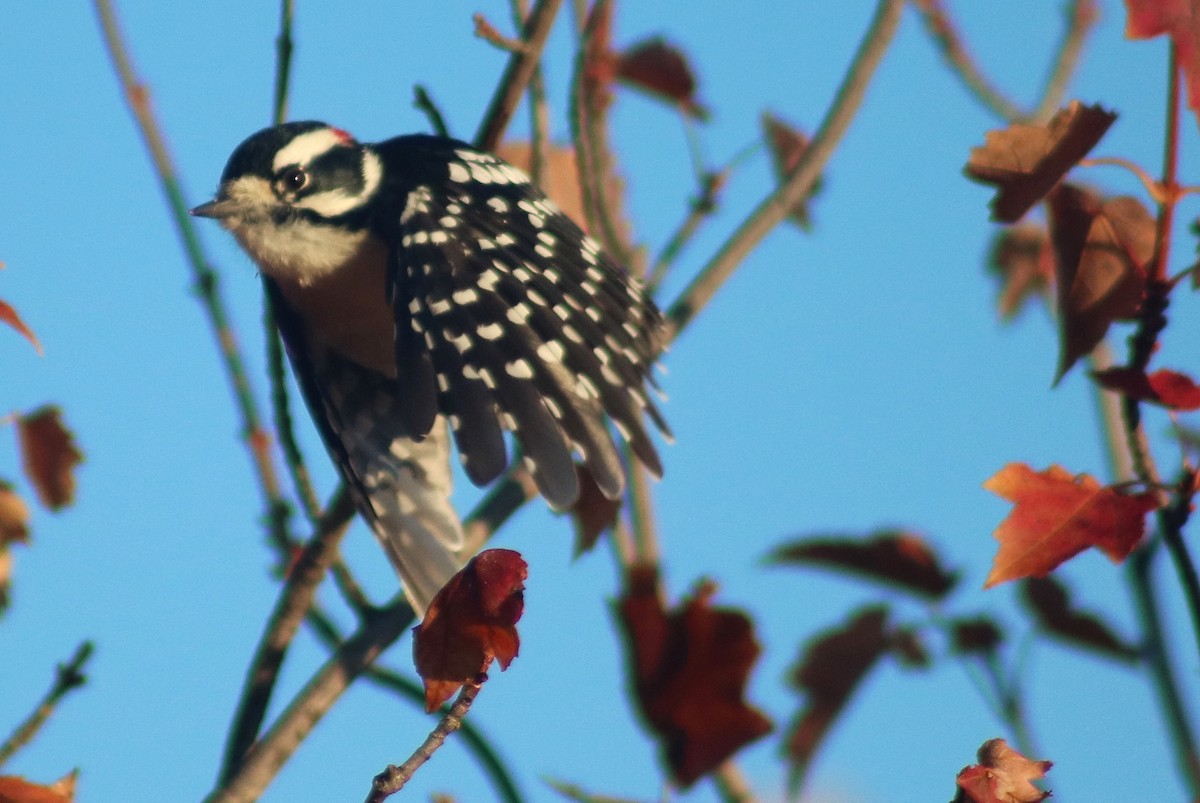 Downy Woodpecker - Terry Lang