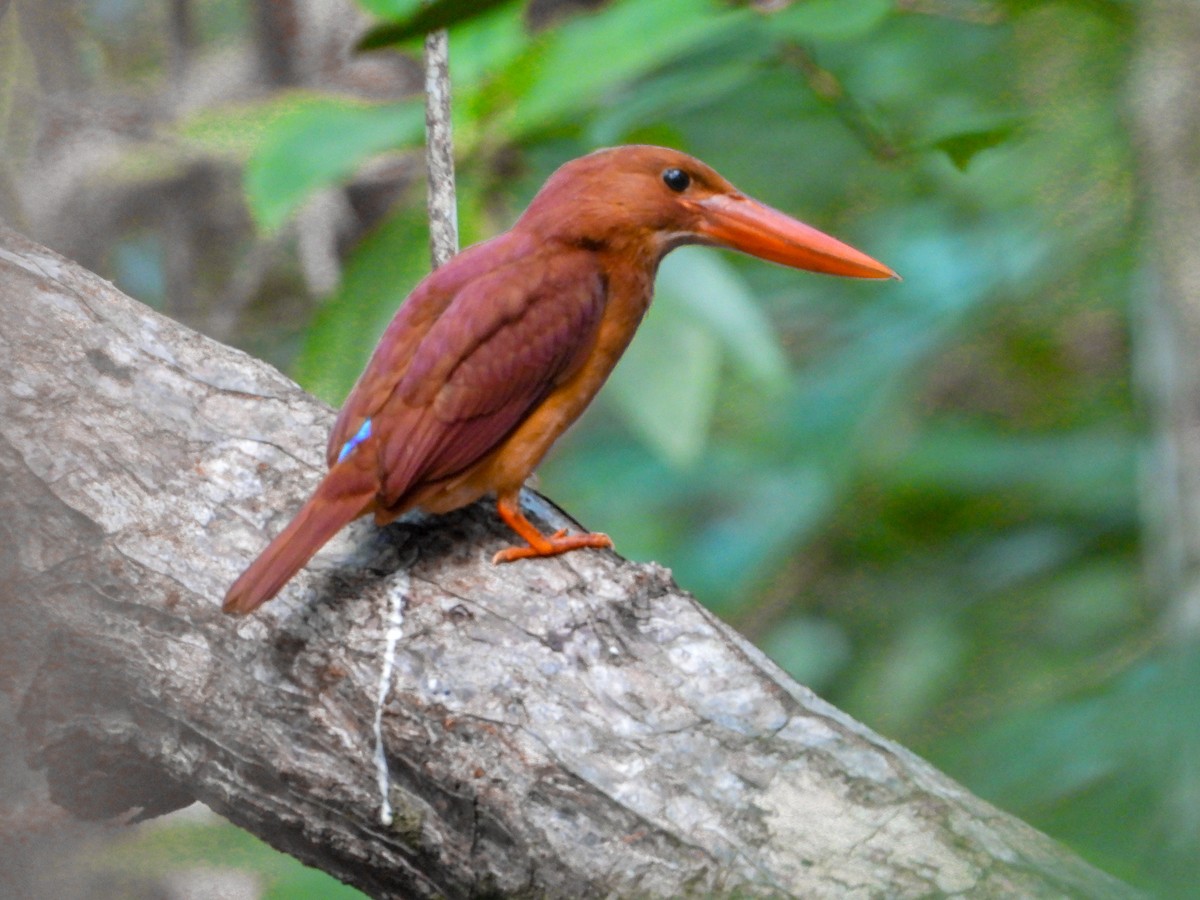 Ruddy Kingfisher - ML403409651