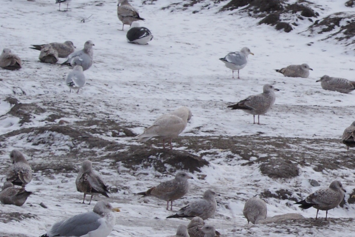 Glaucous Gull - ML403409741