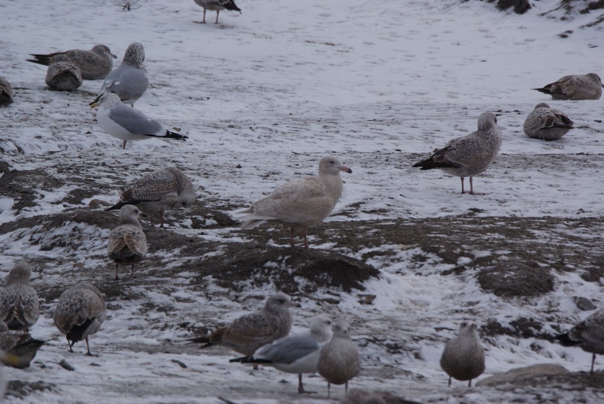 Glaucous Gull - Dawn Miles