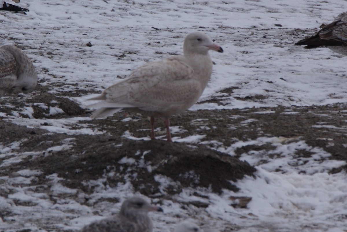 Glaucous Gull - ML403409811