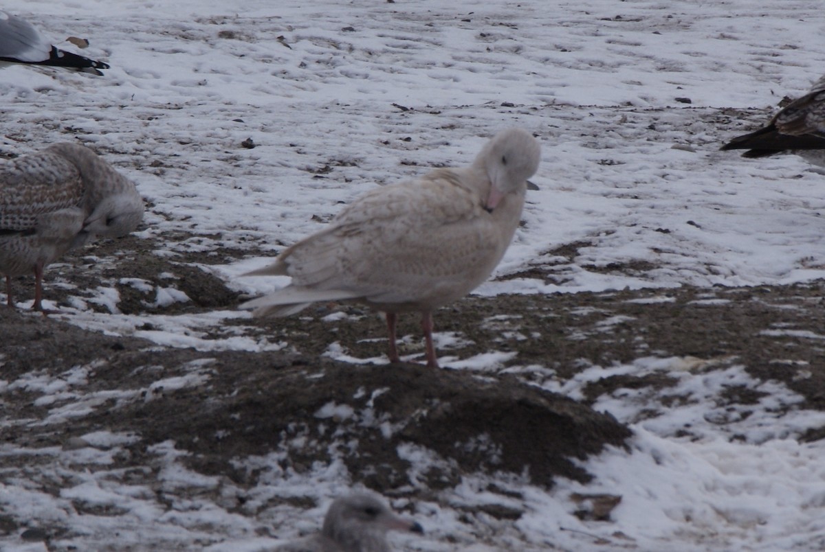 Glaucous Gull - ML403409821