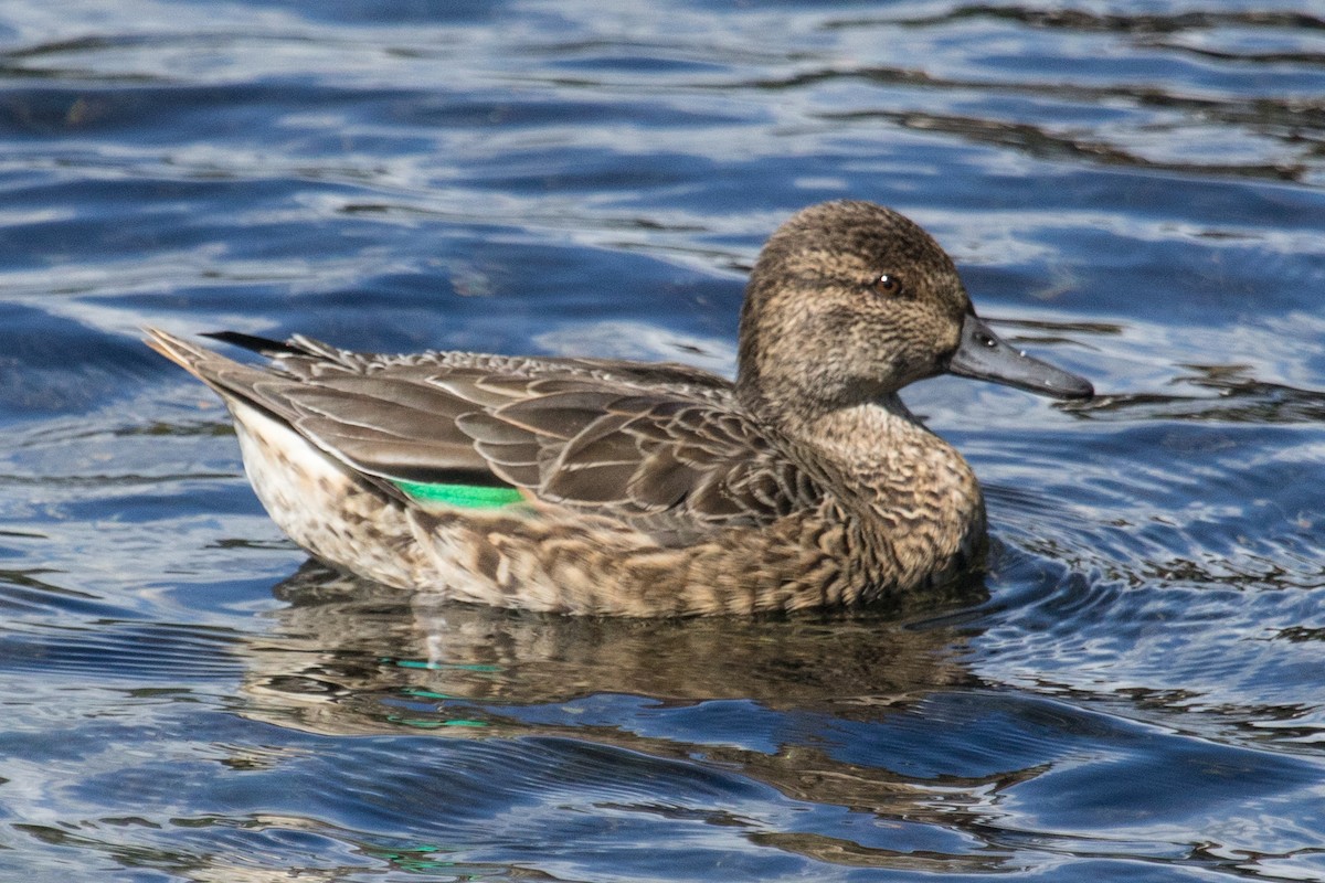 Green-winged Teal - ML40341131