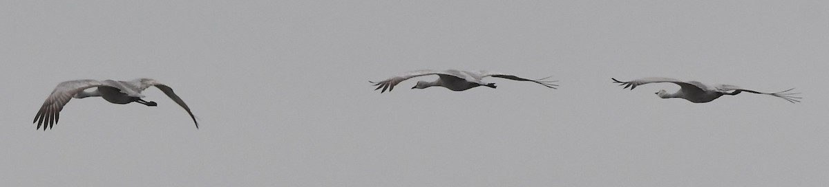 Sandhill Crane - ML403412001