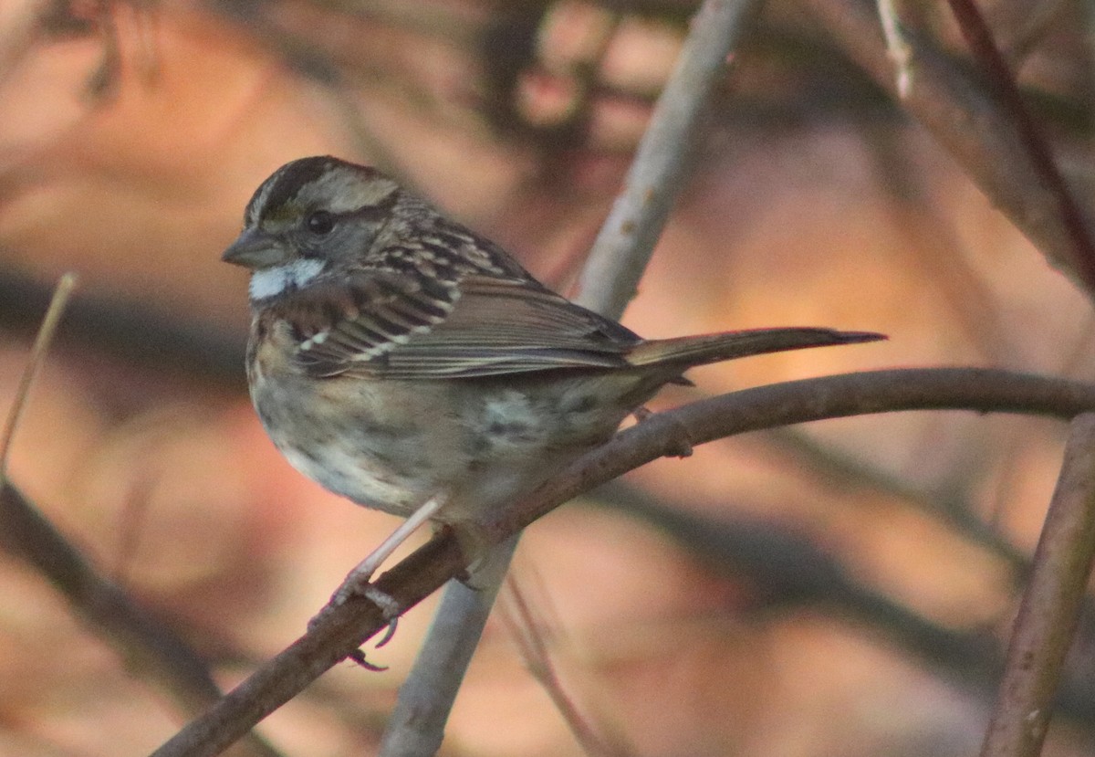 White-throated Sparrow - Terry Lang