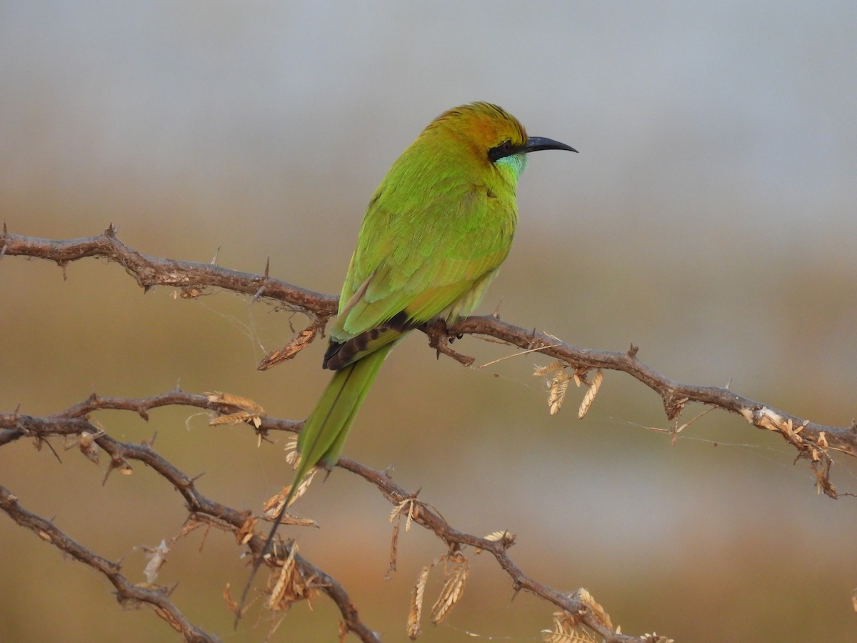 Asian Green Bee-eater - ML403414741