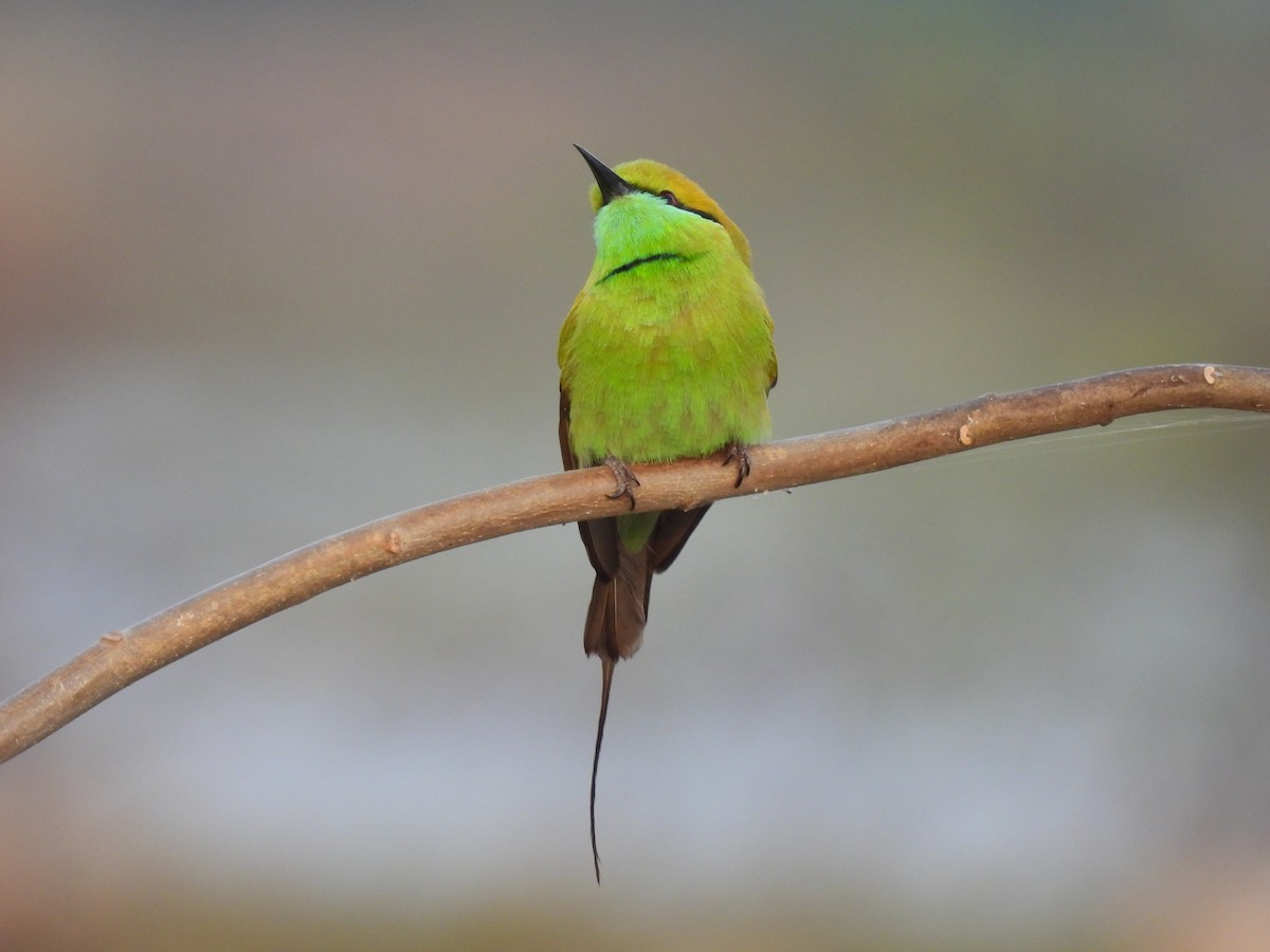 Abejaruco Esmeralda Oriental - ML403414761