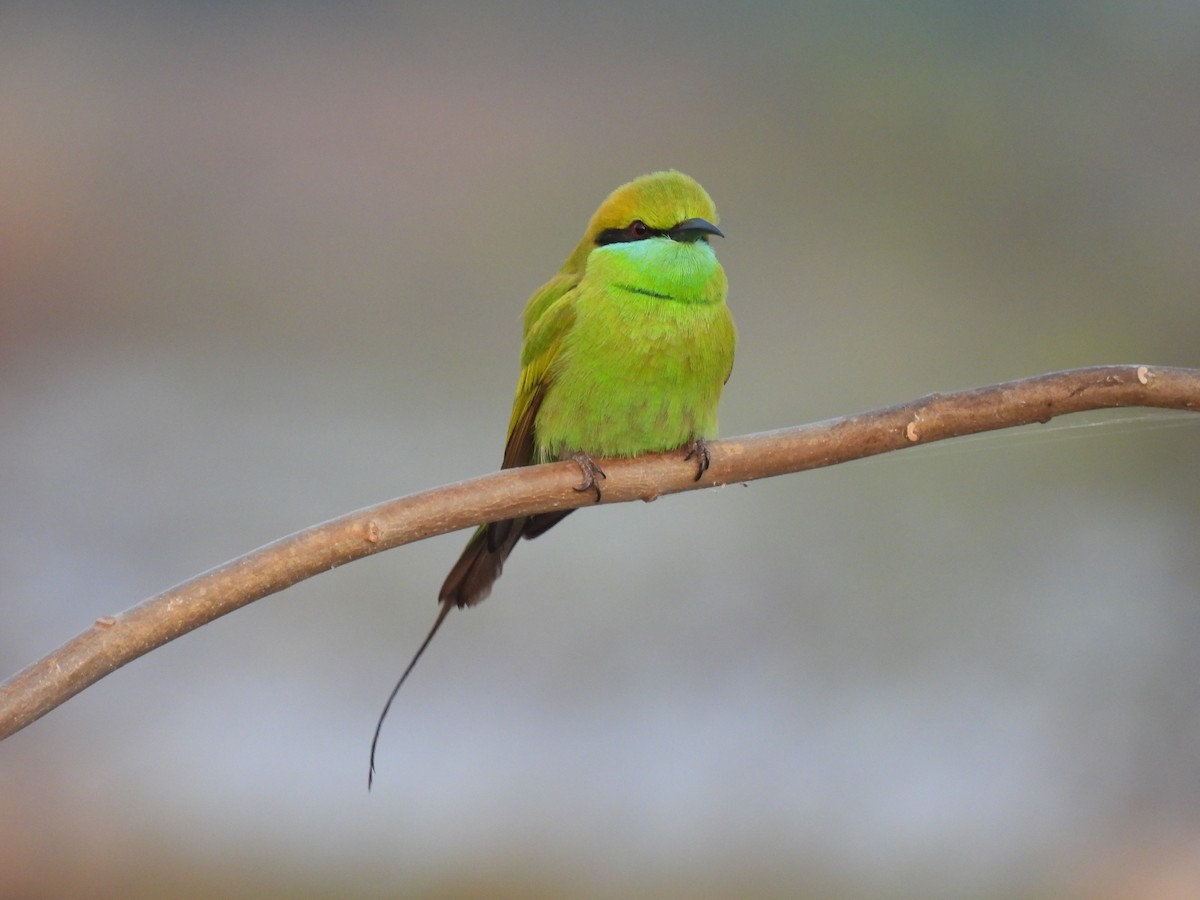 Abejaruco Esmeralda Oriental - ML403414781