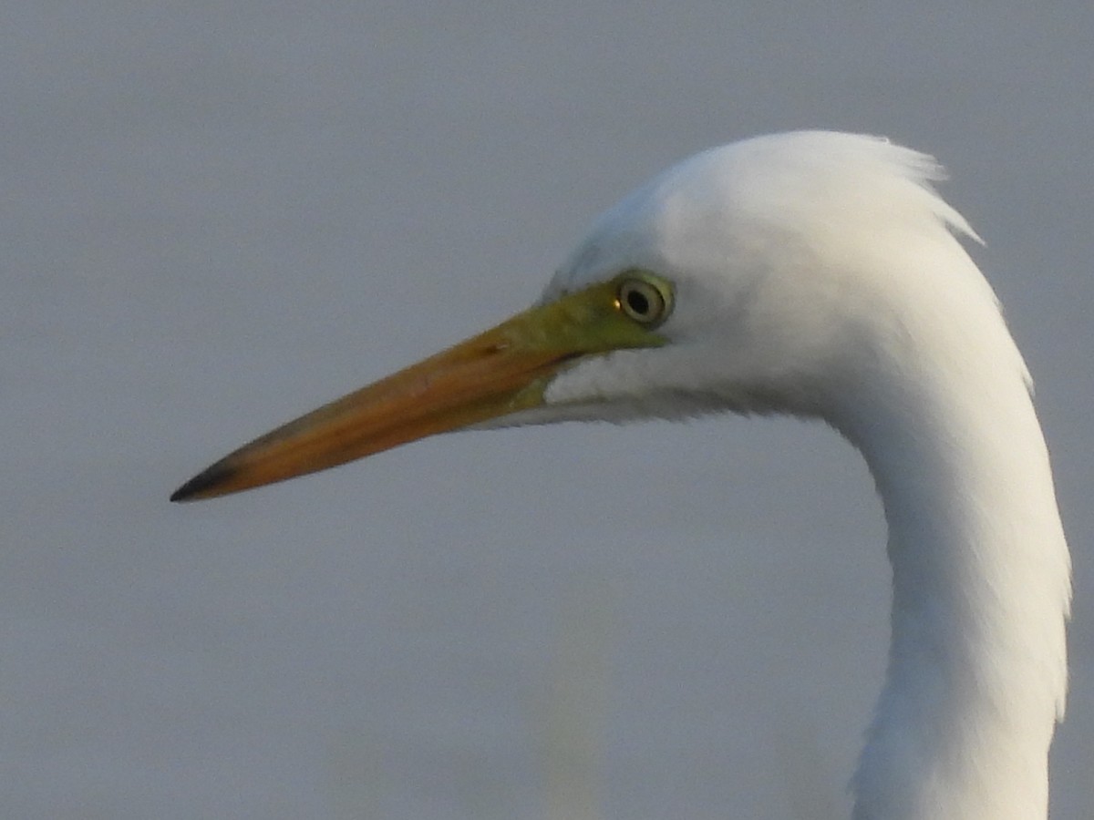 Medium Egret - Ramesh Desai