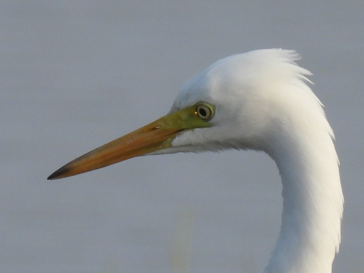 Medium Egret - ML403415181