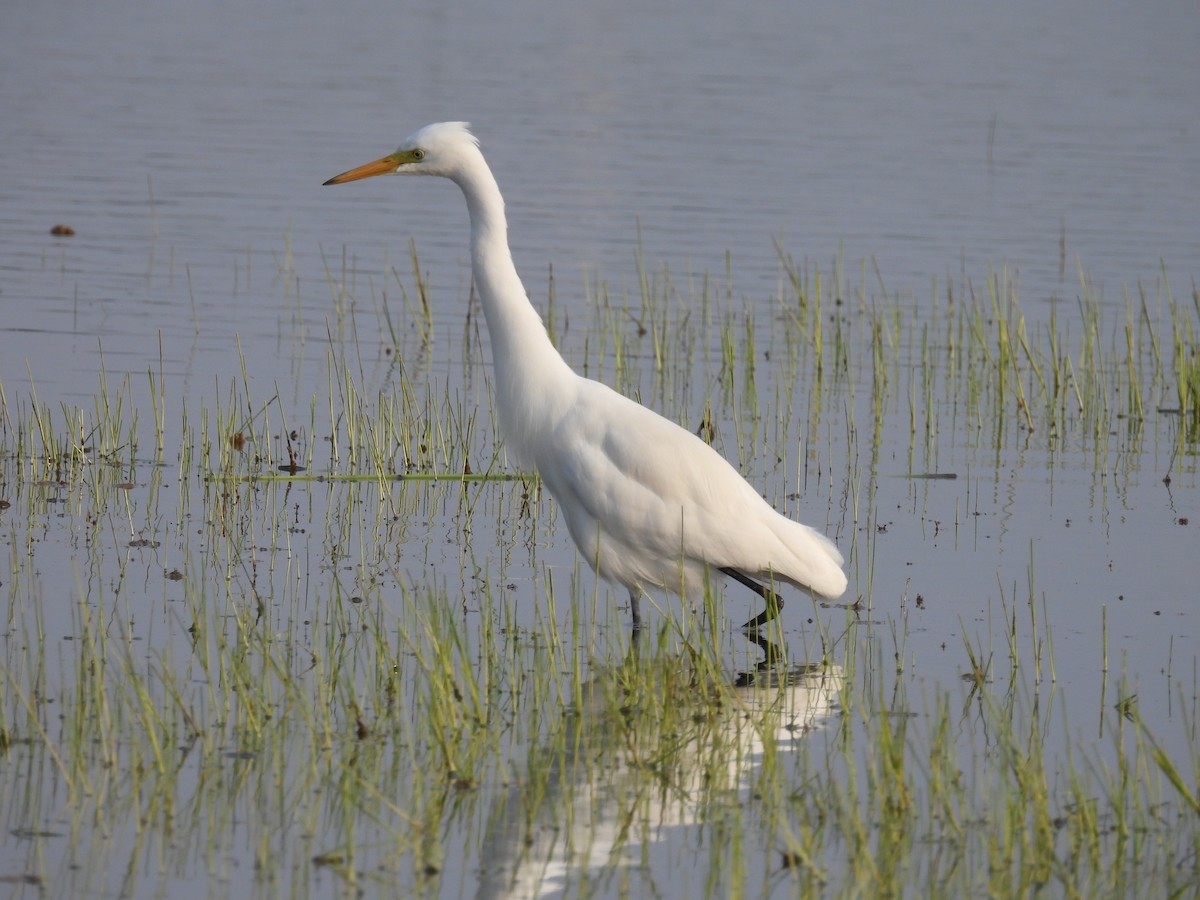 Medium Egret - ML403415201