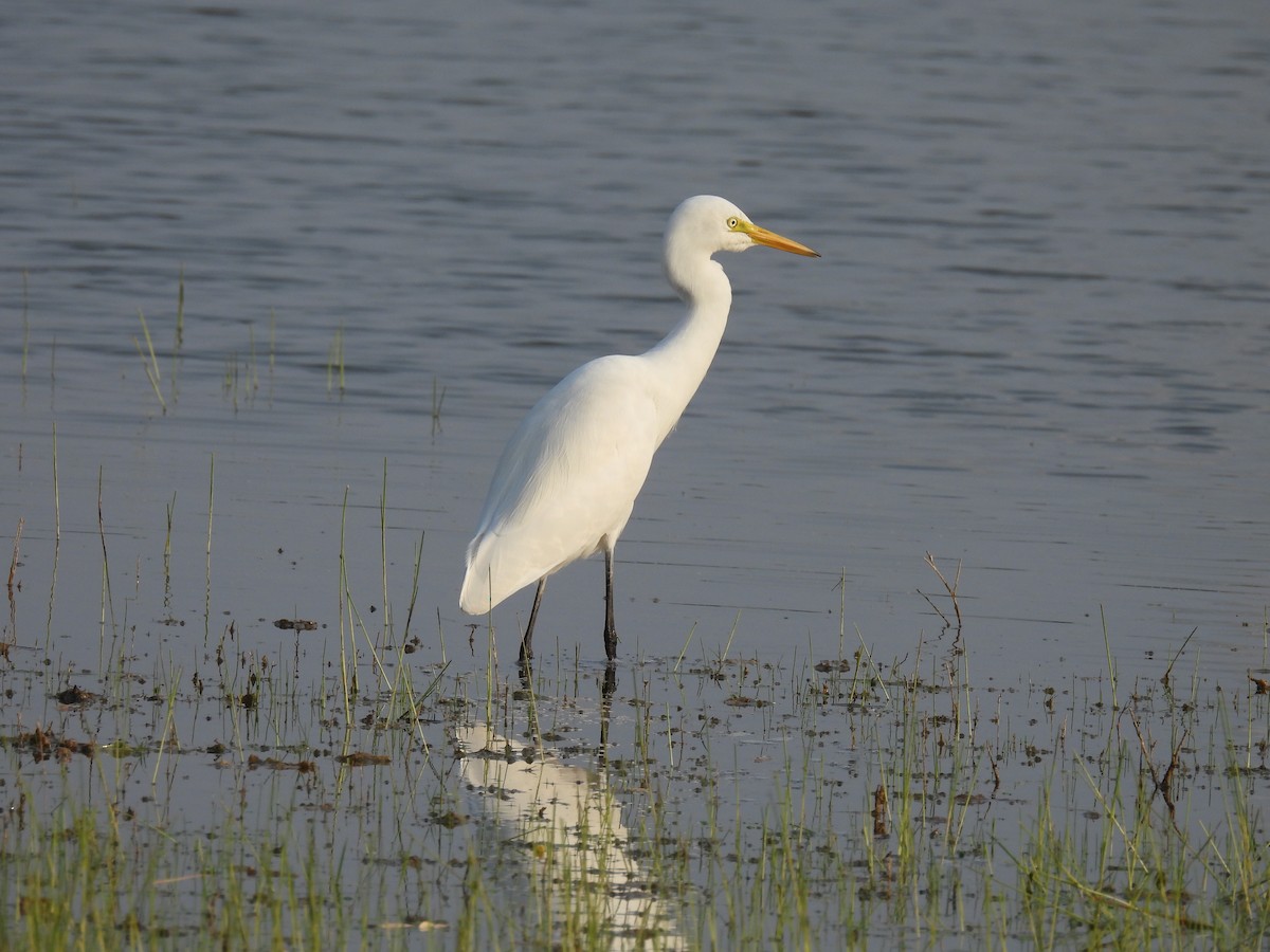 Medium Egret - ML403415261