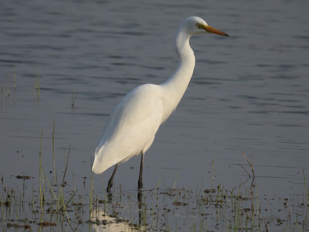 Medium Egret - Ramesh Desai