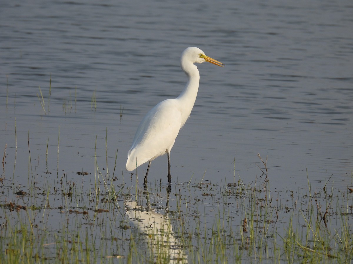 Medium Egret - ML403415411